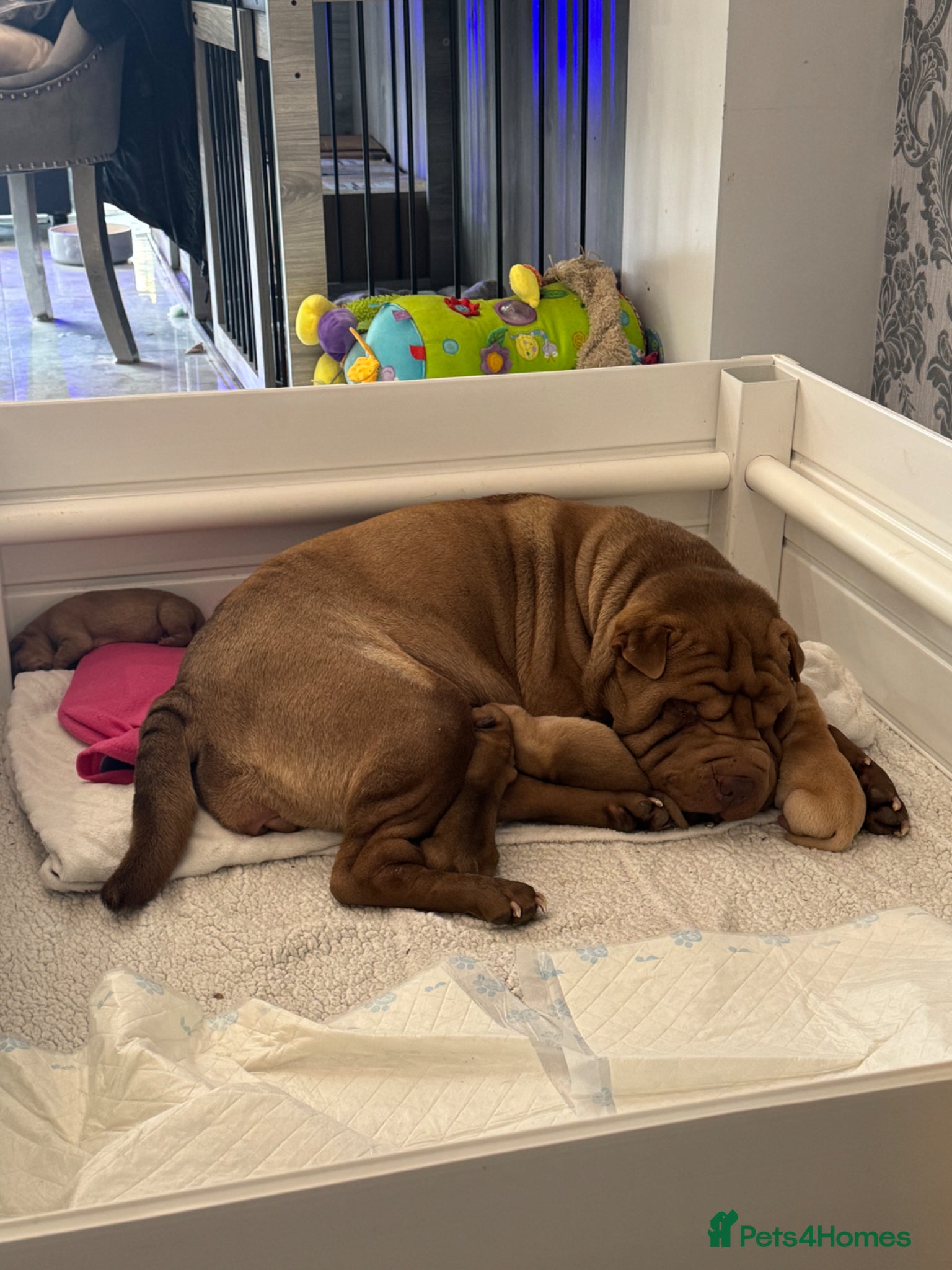 Shar Pei dogs Shar pei bear coat puppy’s  - Advert 4
