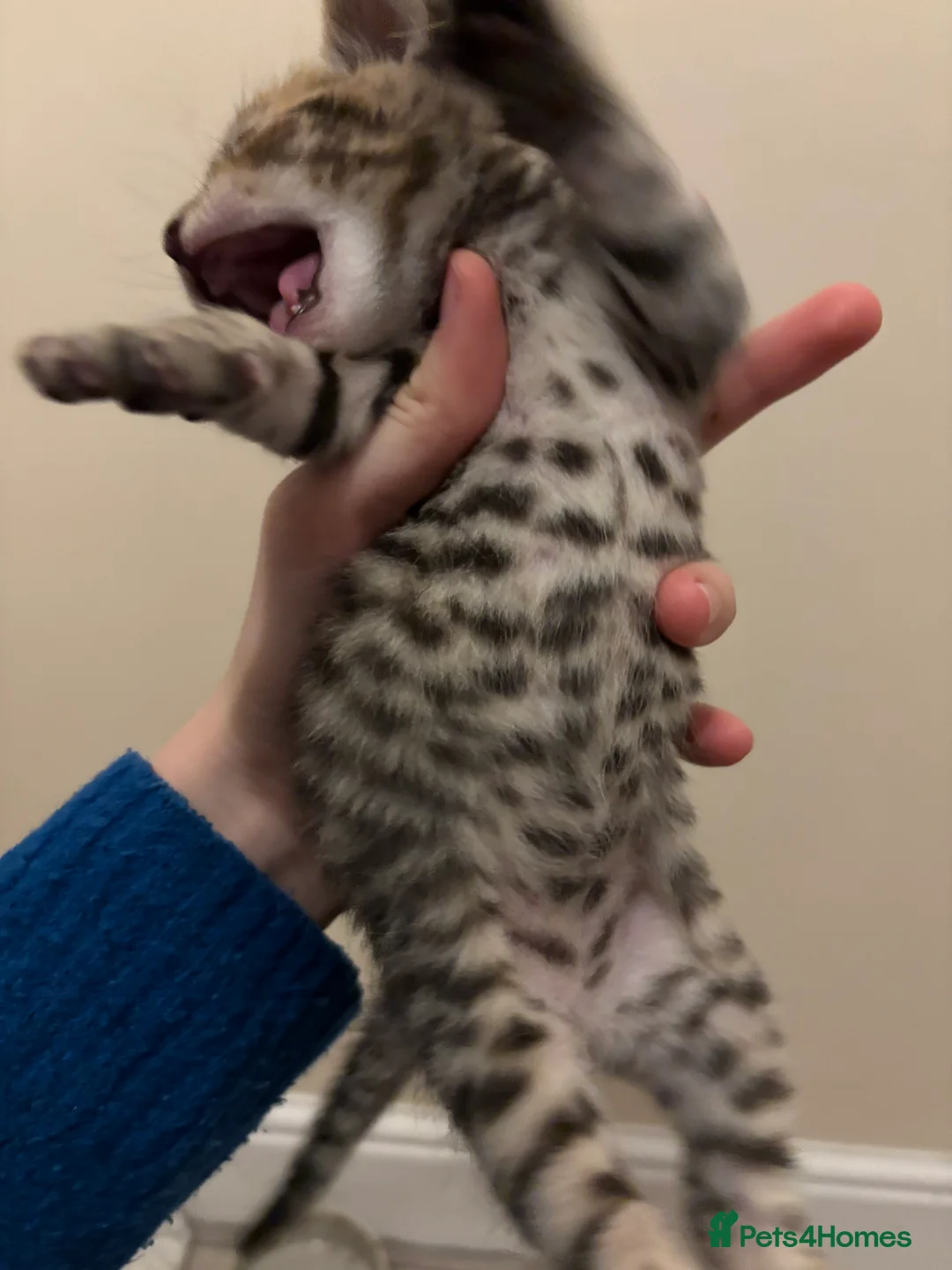 Mixed Breed cats for sale: Tabby kittens for sale!! - Advert 7