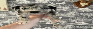 Lurcher 5