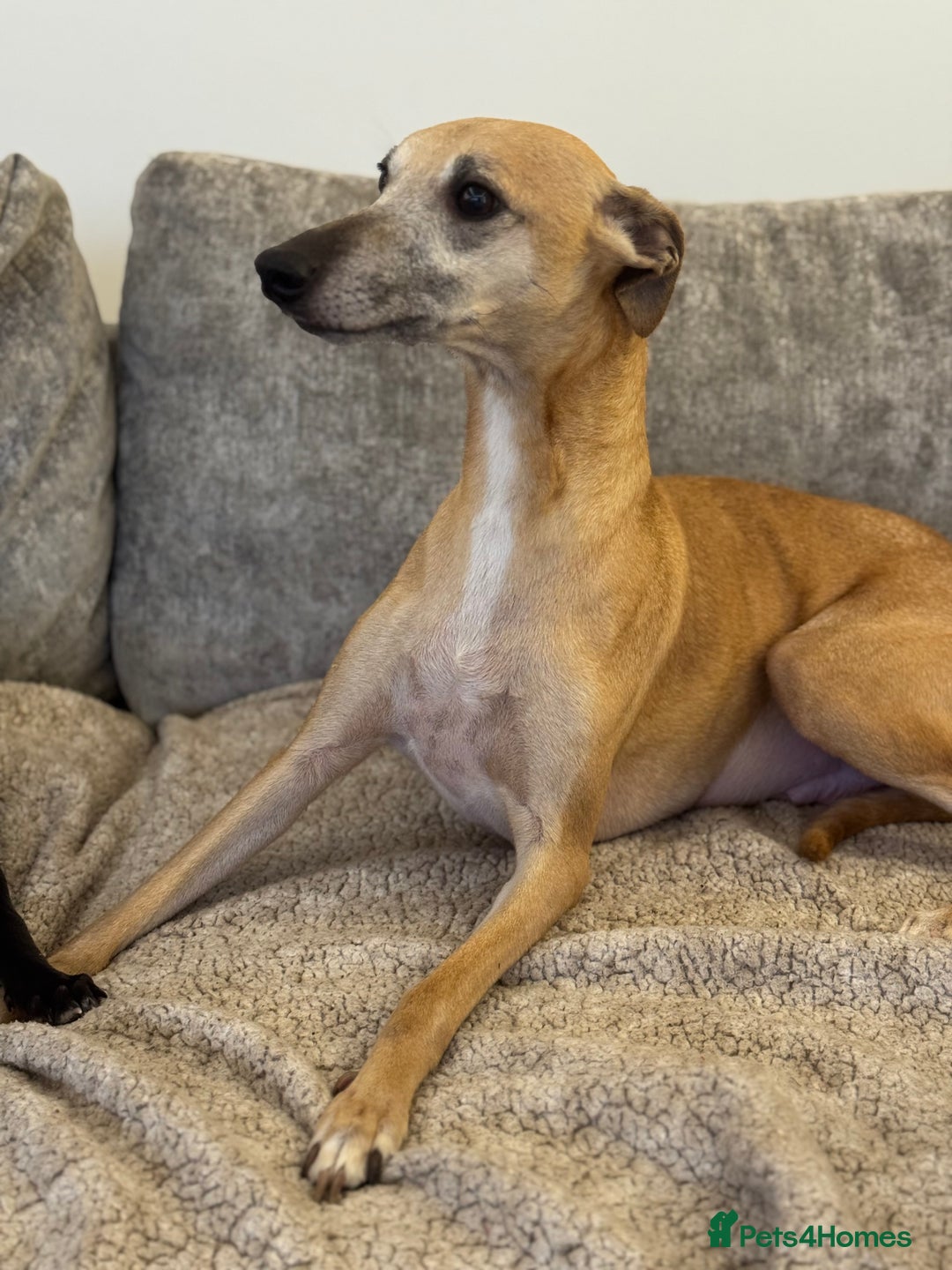 Whippet dogs for sale: 2 BEAUTIFUL TRUE SHOE TYPE KC REGISTERED WHIPPETS - Advert 6