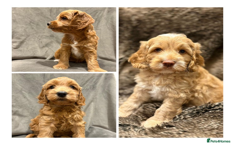 Cockapoo dogs - Advert 13