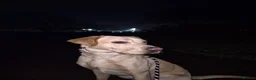 Labrador Retriever dogs for stud: Finney in Preston - Advert 3