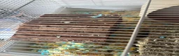 Hamster rodents for sale: Dumbo - Male Syrian Hamster  in Taunton - Advert 2