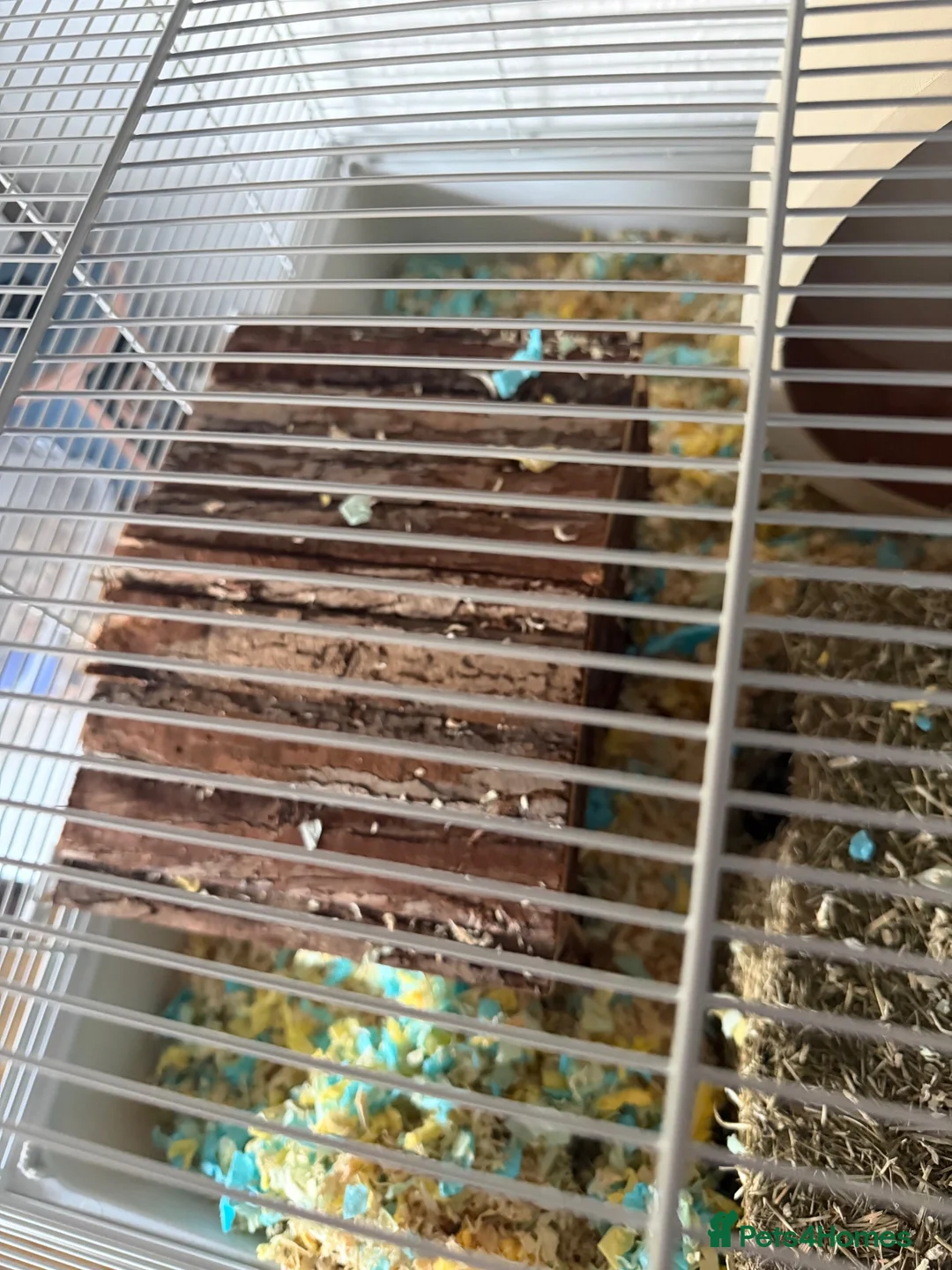 Hamster rodents for sale: Dumbo - Male Syrian Hamster  in Taunton - Advert 2