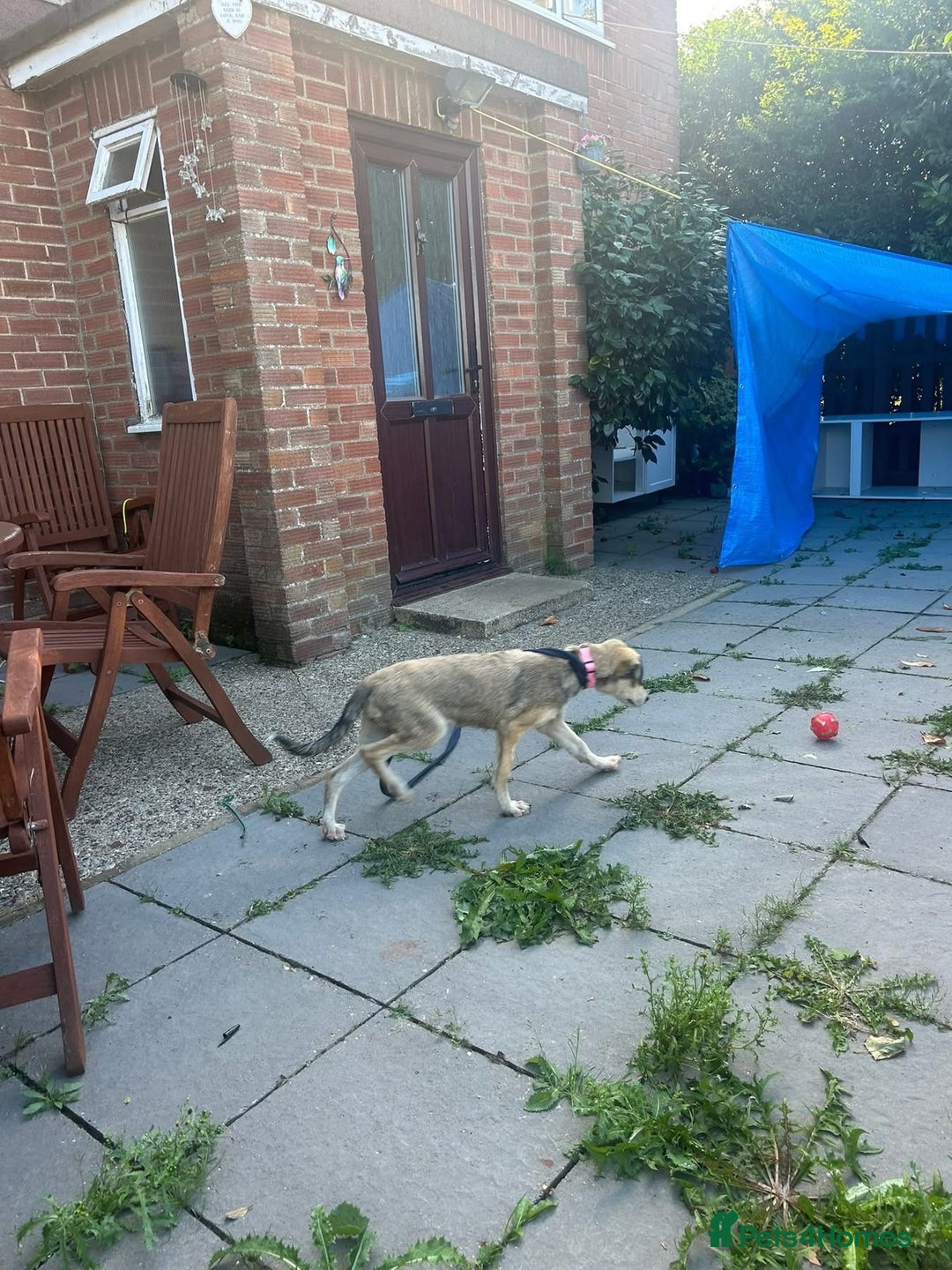 Mixed Breed dogs for adoption: Iris - Norwich Norfolk  - Image 12