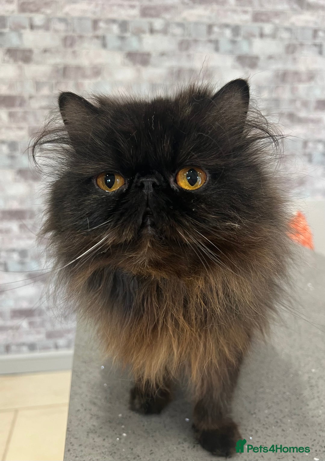 Exotic cats for sale: GCCF Registered Exotic Stud & Persian Female  - Advert 10