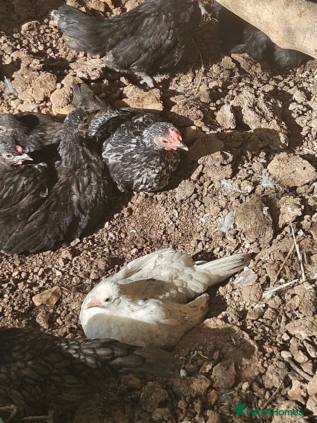 Chickens poultry for sale: Semera chicks pair  in St Albans - Advert 2
