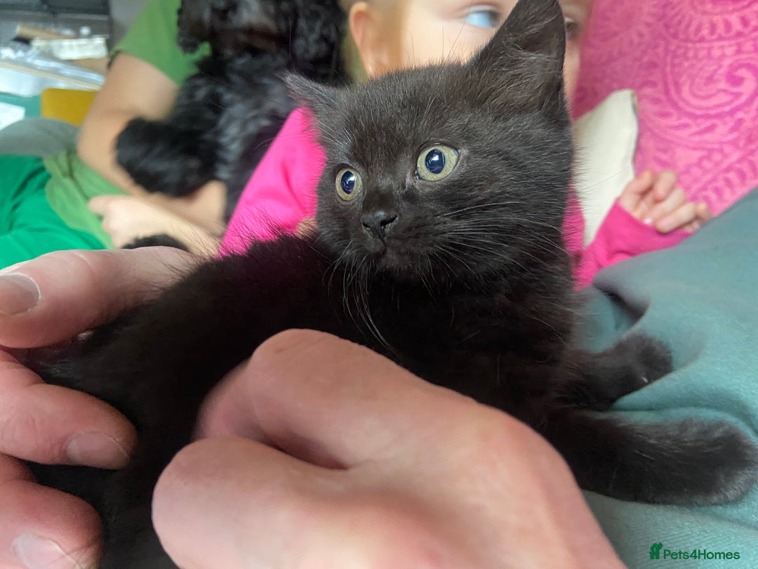 British Shorthair cats for sale: British short hair cross kittens, grey black.  - Image 17