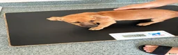 Mixed Breed dogs for adoption: 🧡🐾 KARA — 4 KG OF PURE PUPPY LOVE 🐾🧡 - Advert 8