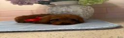 Cockapoo dogs for sale: Stunning toy F1 cockapoo    - Advert 18