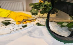 Stick Insects invertebrates for sale: Extatosoma tiaratum Spiny Leaf insect EGGS - Image 7