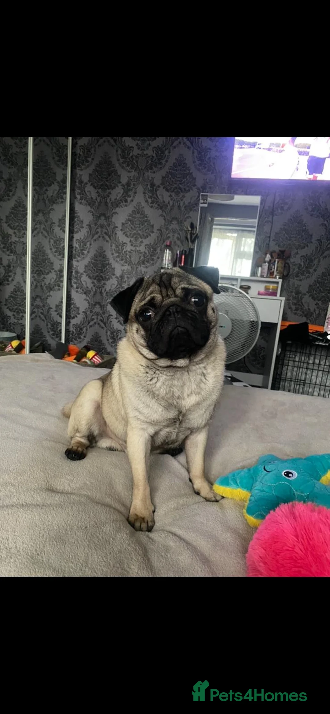 Pug dogs for stud: Kc reg stud pug in Waltham Cross - Advert 2
