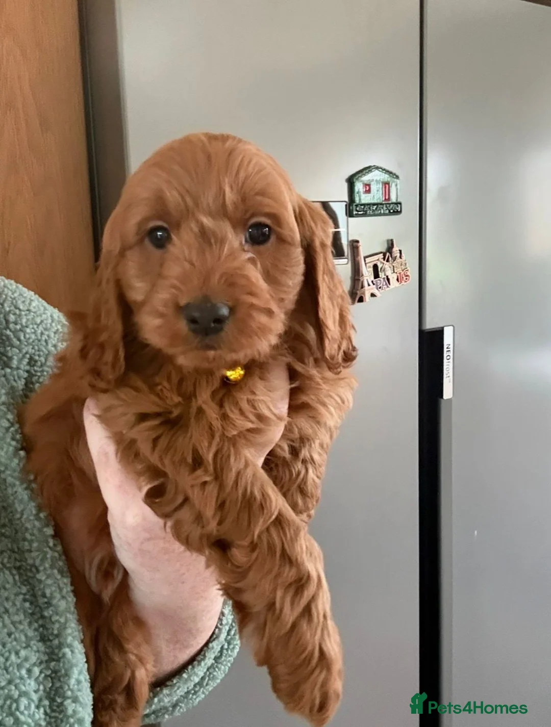 Cockapoo dogs for sale: Stunning Cockapoo Puppies - Advert 13