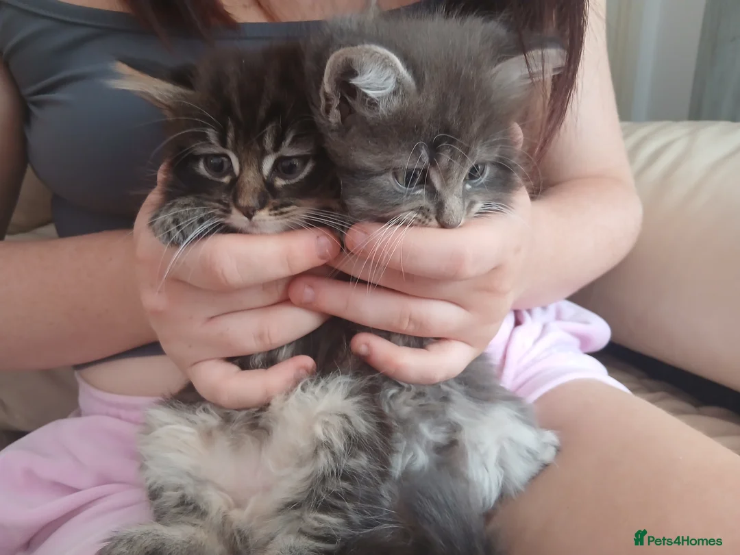 Mixed Breed cats for sale: Beautiful fluffy kittens - Advert 24
