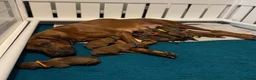 Rhodesian Ridgeback dogs for sale: Rhodesian Ridgeback litter - Advert 6