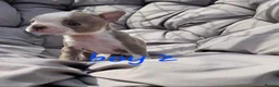 Boston Terrier dogs for sale: Beautiful baby bostons  - Advert 8