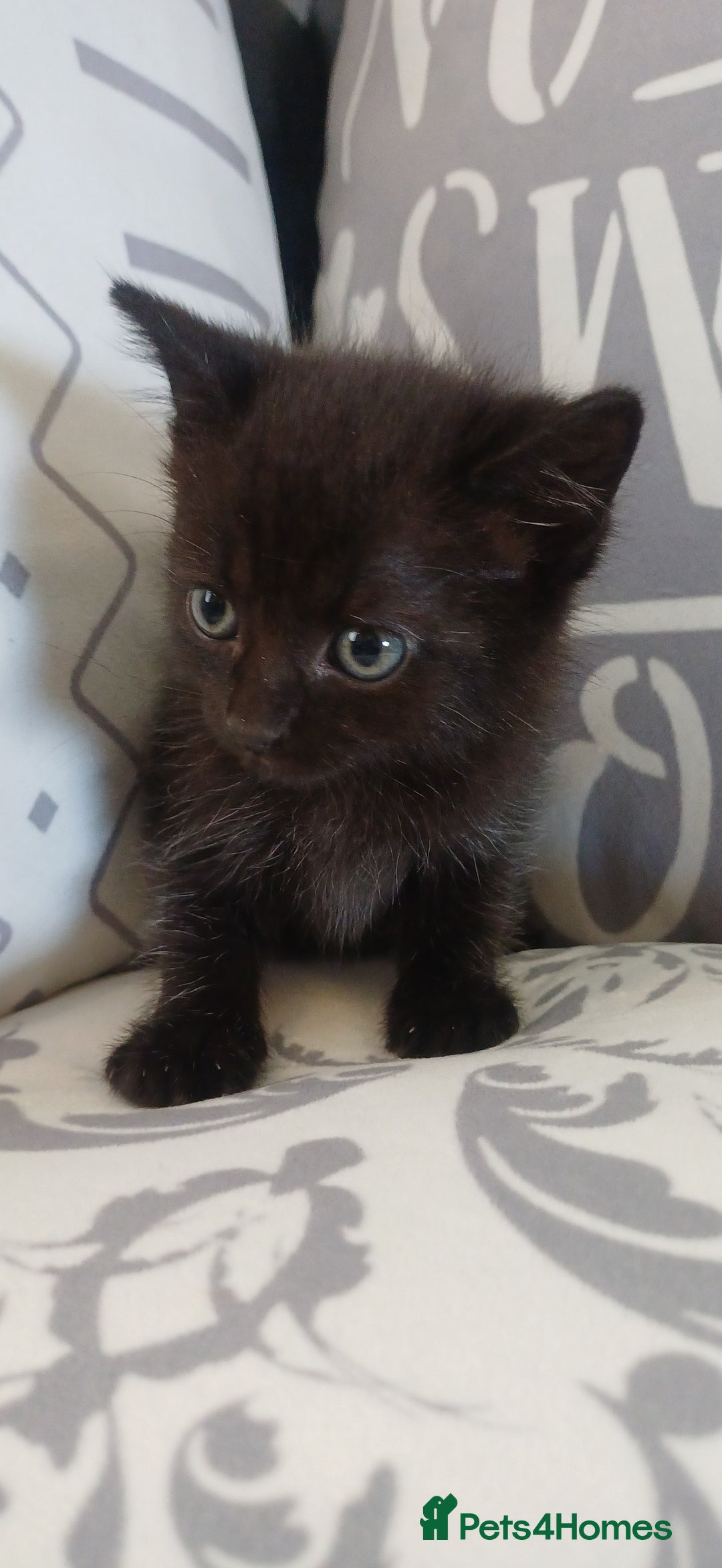 Mixed Breed cats for sale: Male kittens for sale  - Image 11