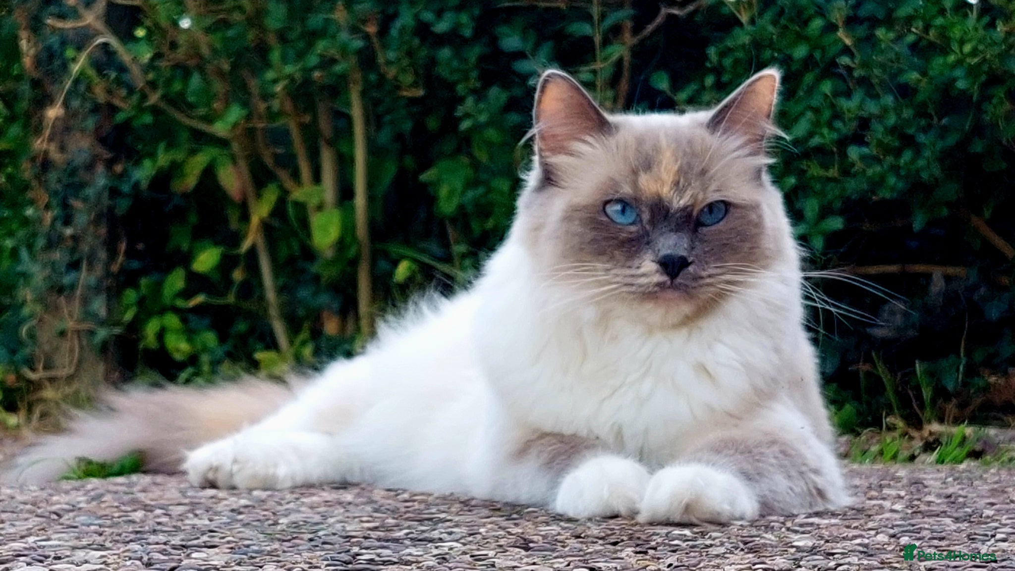 Ragdoll cats beautiful ragdolls are looking for a forever home  - Advert 8