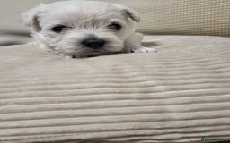 West Highland Terrier dogs for sale: KC pedigree West Highland Terrier puppies  - Image 6