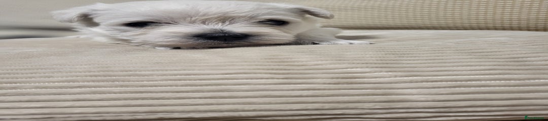 West Highland Terrier Puppy 2