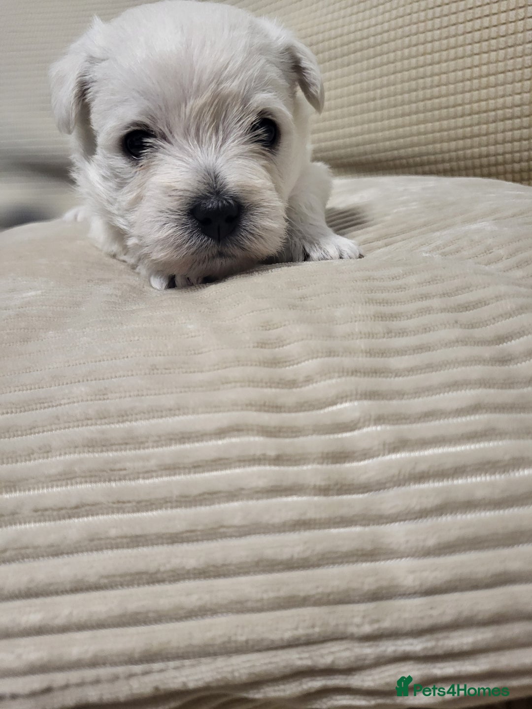 West Highland Terrier dogs for sale: KC pedigree West Highland Terrier puppies  - Image 6