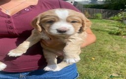 Cocker Spaniel dogs for sale: Golden & Red Working Cocker Spaniel Puppies - Image 34