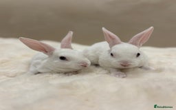 Rex rabbits for sale: Beautiful Mini Rex available to reserve🏡🤍 - Image 7
