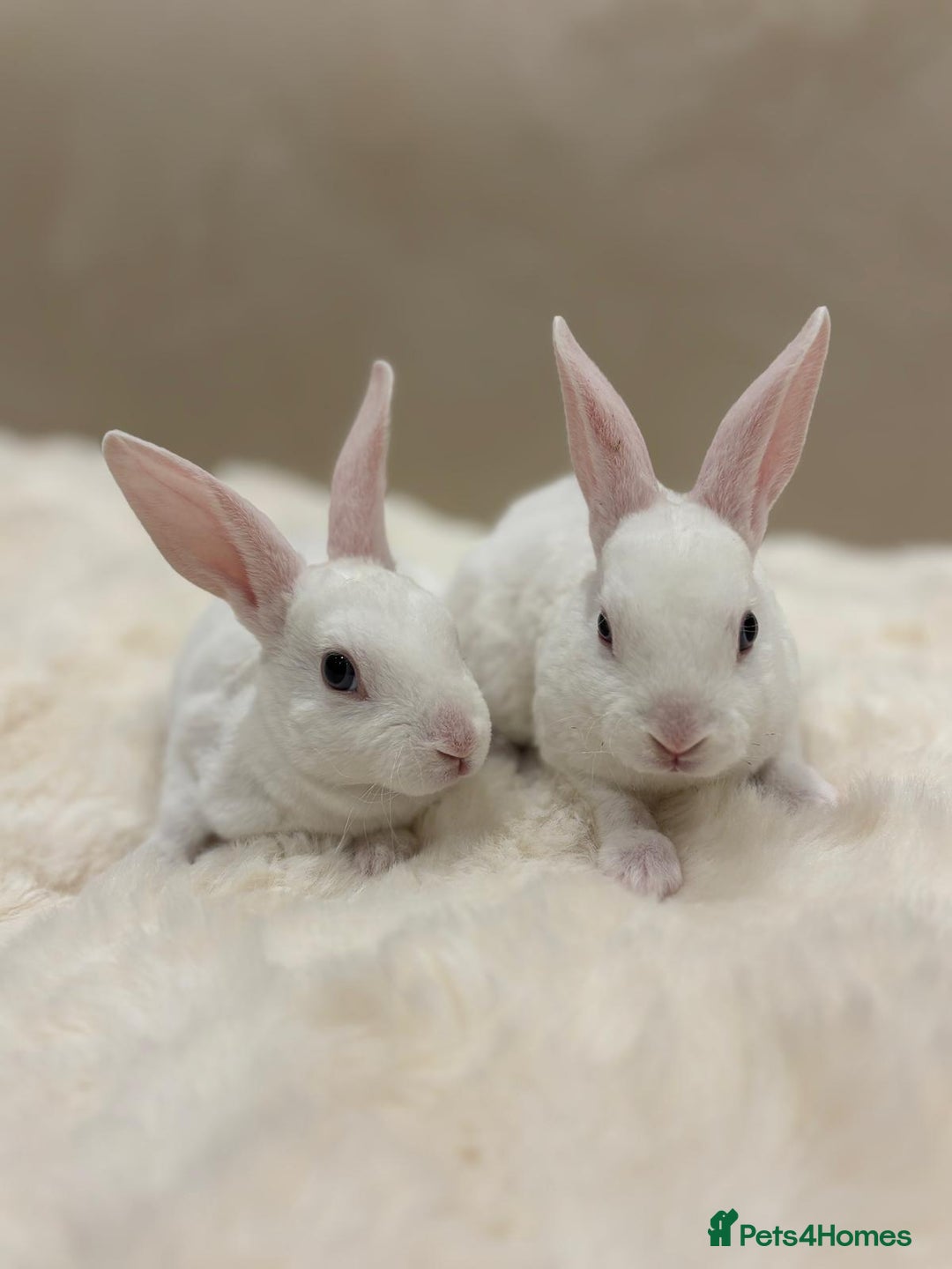Rex rabbits for sale: Beautiful Mini Rex available to reserve🏡🤍 - Image 7