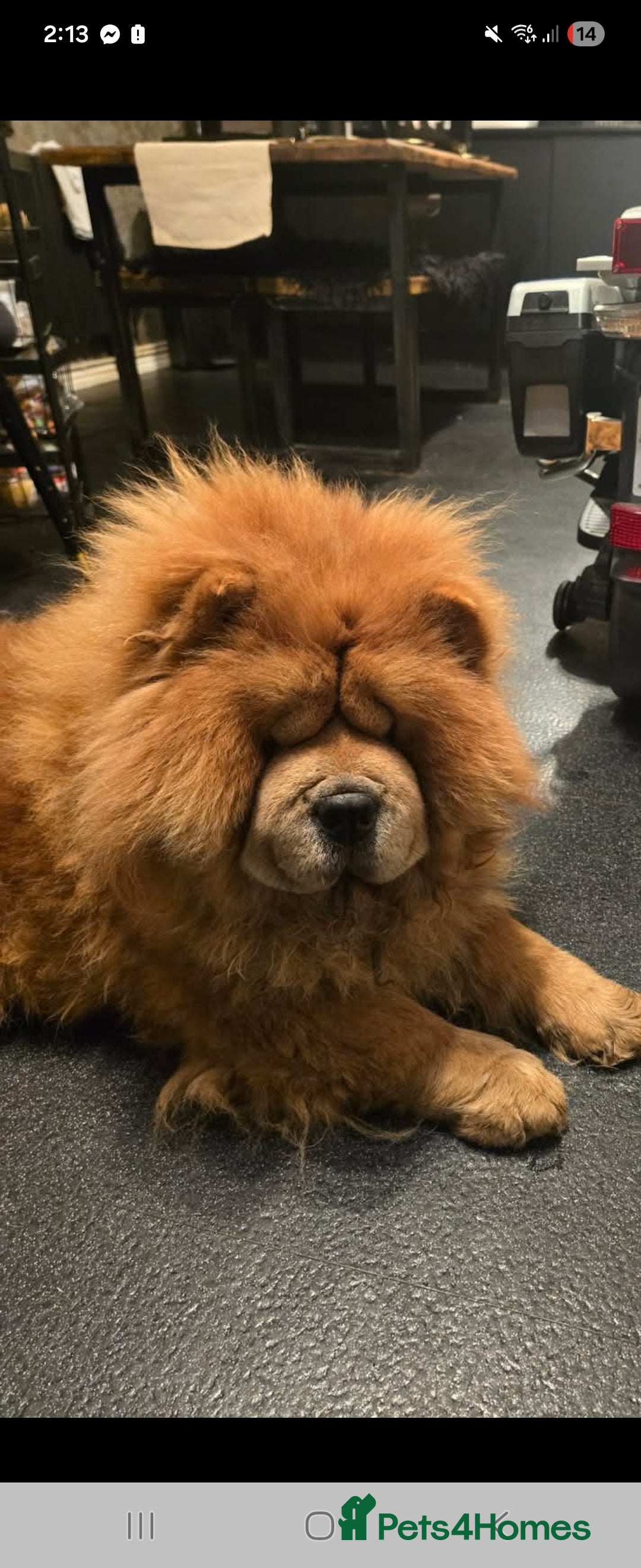 Chow Chow dogs for sale: Chow chow female  - Advert 1