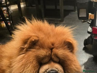 Chow Chow dogs Chow chow female - Advert 1