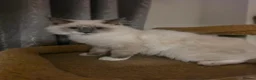 Ragdoll cats for sale: 💙🩵 GCCF Registered, Stunnig Boy 💙🩵 - Advert 3