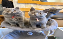 British Longhair cats for sale: Beautiful GCCF registered British long haired  - Image 5