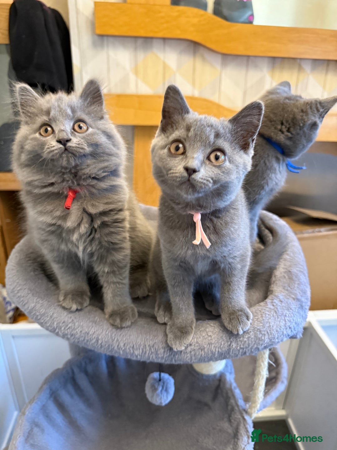 British Longhair cats for sale: Beautiful GCCF registered British long haired  - Image 5