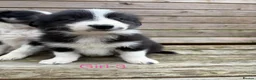 Border Collie dogs for sale: Border Collie Puppies for sale  - Advert 16