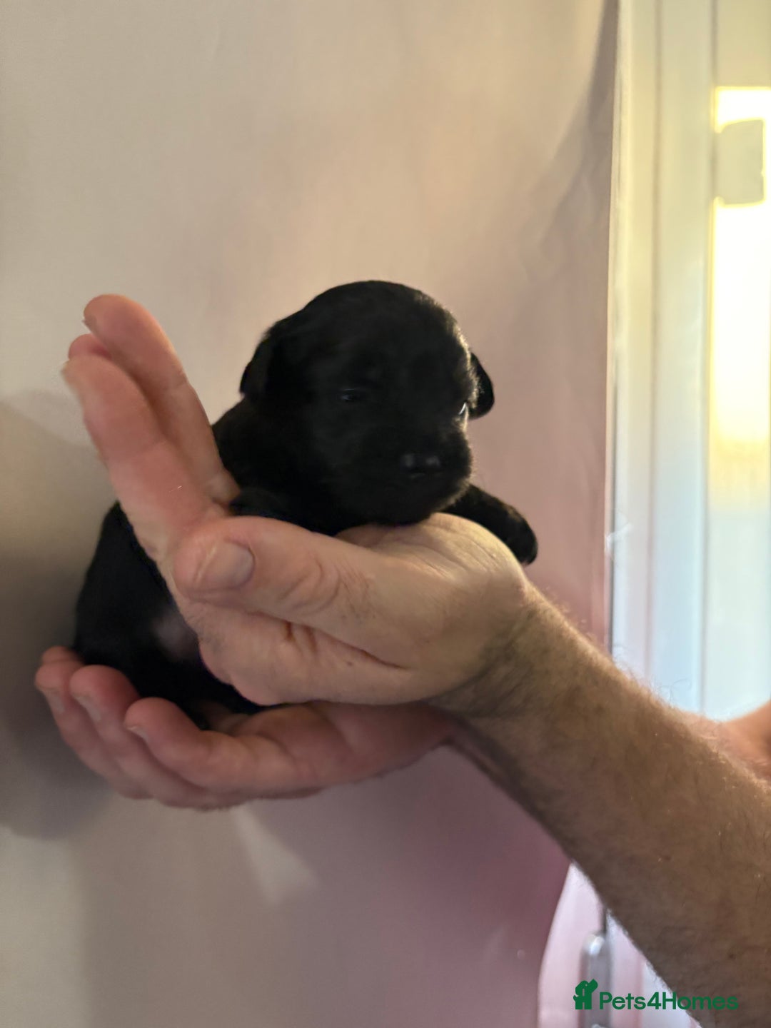 Yorkshire Terrier dogs for sale: Yorkshire terrier, terrier cross puppies - Advert 11