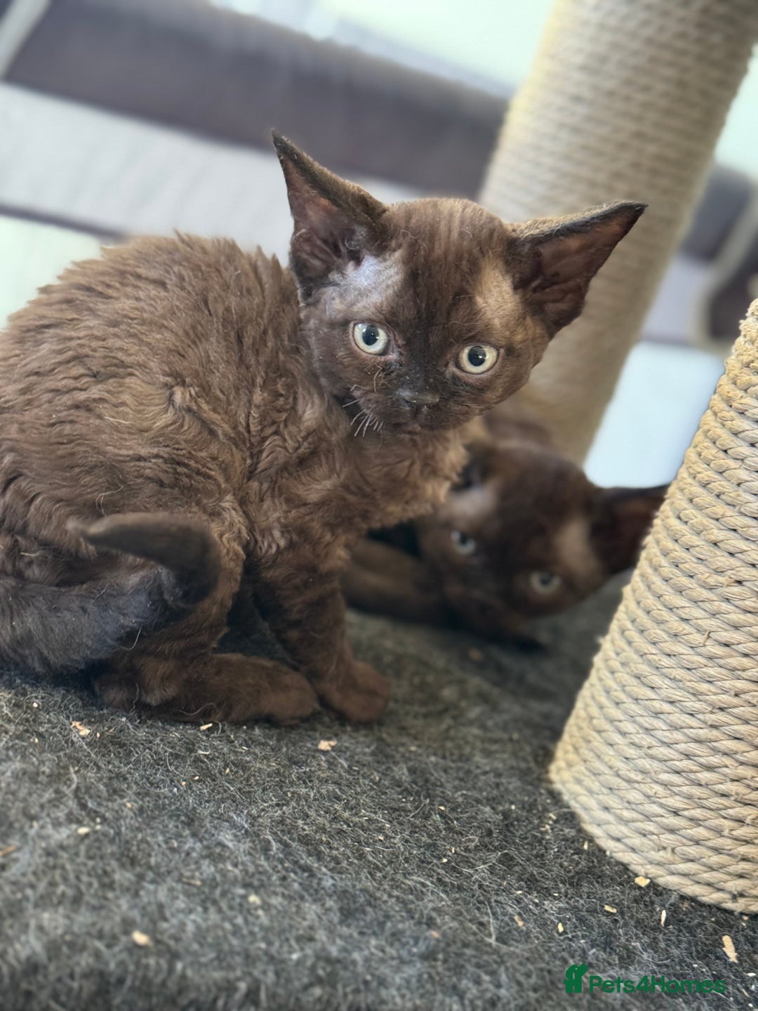 Devon Rex cats for sale: 3 gorgeous Devon Rex kittens - Advert 2