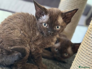 Devon Rex cats 3 gorgeous Devon Rex kittens - Advert 3