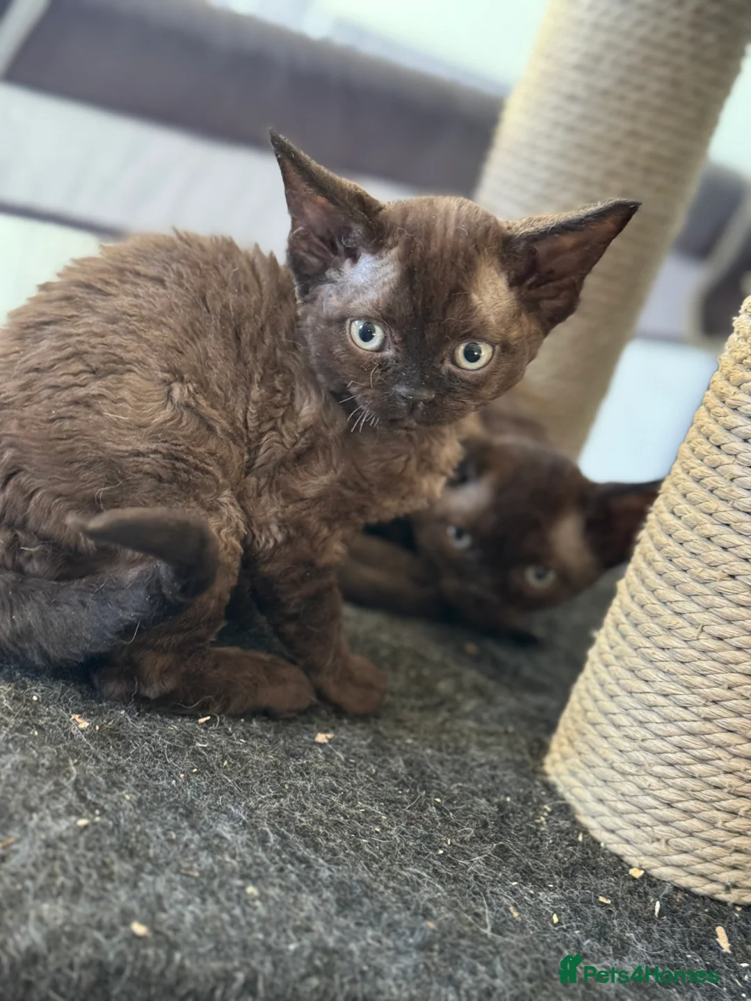 Devon Rex cats for sale: LAST KITTEN READY TO LEAVE - Advert 3