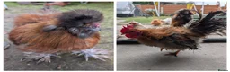 Chickens poultry for sale: USA Silkie Roo & Serema Silkie male Very friendly in Sale - Advert 1