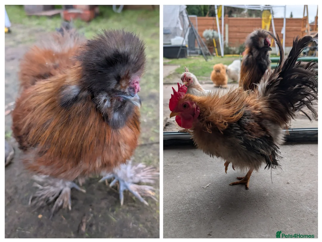 Chickens poultry for sale: USA Silkie Roo & Serema Silkie male Very friendly in Sale - Advert 1