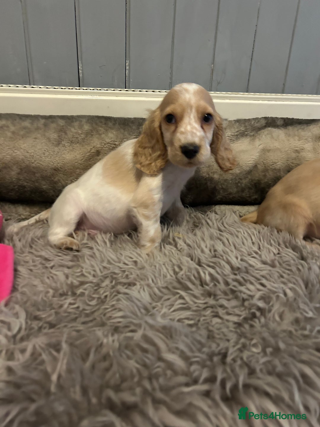 Cocker Spaniel dogs for sale: Health tested cocker spaniel puppies  - Image 8