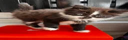 Turkish Angora cats for sale: Turkish Angora Playful Kittens - Advert 13