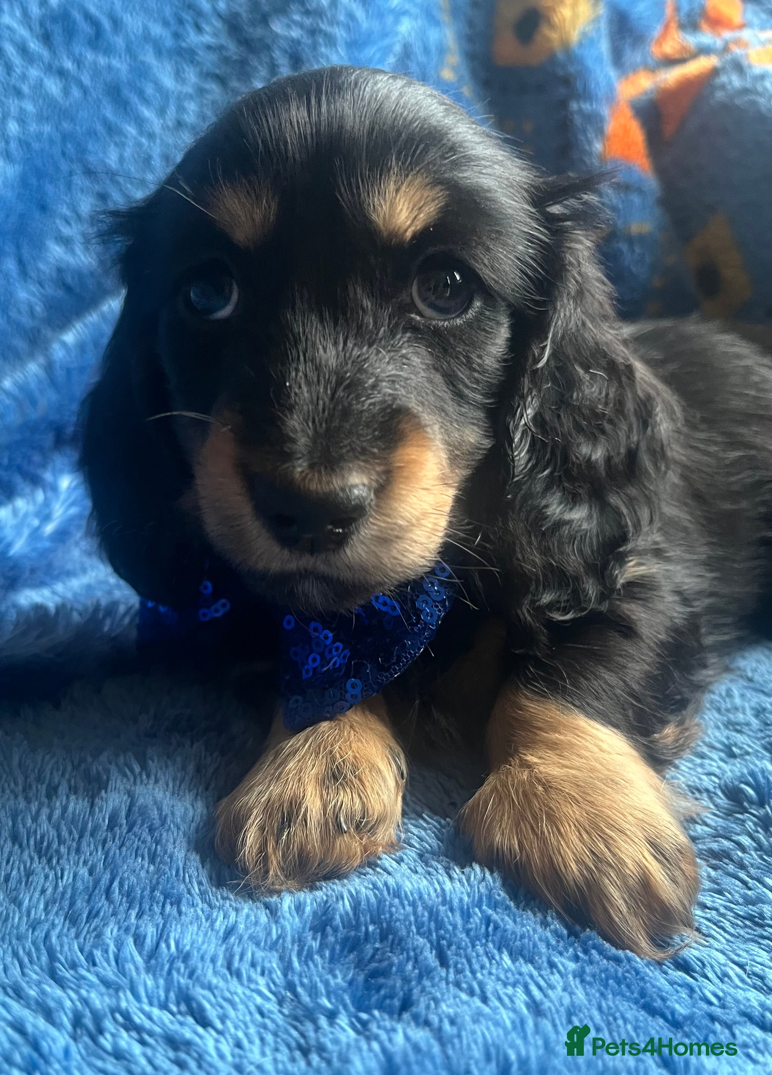 Miniature Dachshund dogs Beautiful  KC Mini L/H dachshund puppies - Advert 6
