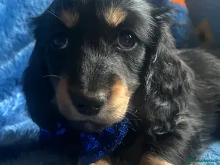 Miniature Dachshund dogs Beautiful KC Mini L/H dachshund puppies - Advert 2