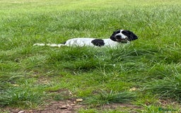 Cocker Spaniel dogs for sale: Beautiful 18 month Show Cocker Spaniel - Image 4