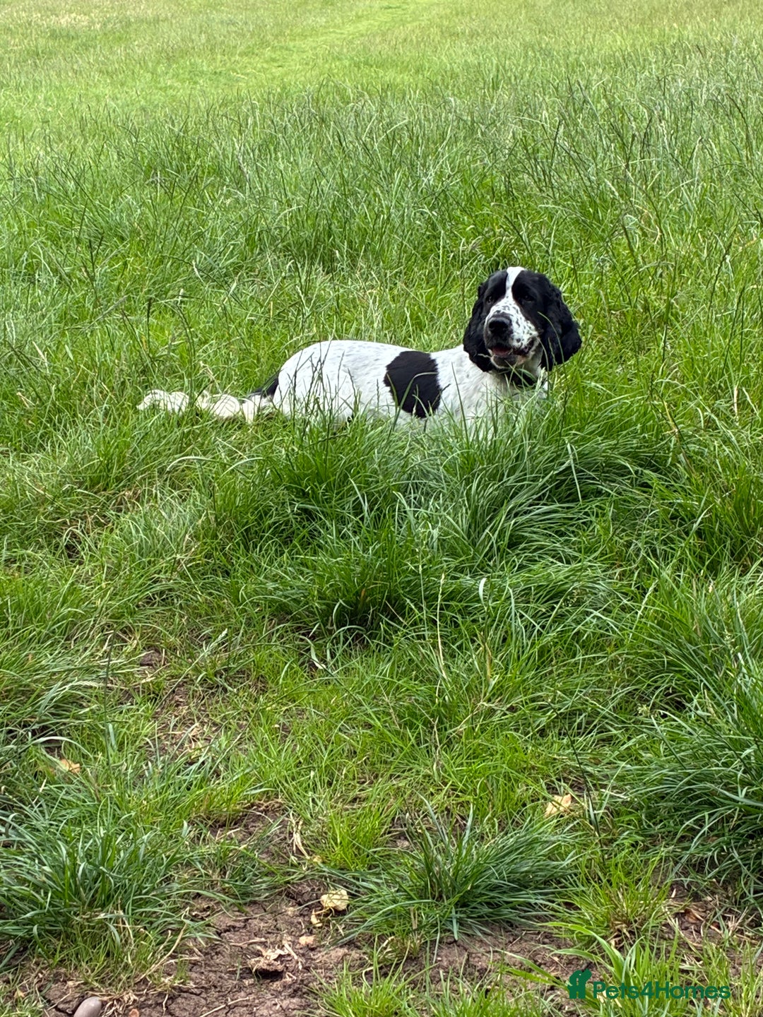 Cocker Spaniel dogs for sale: Beautiful 18 month Show Cocker Spaniel - Image 4