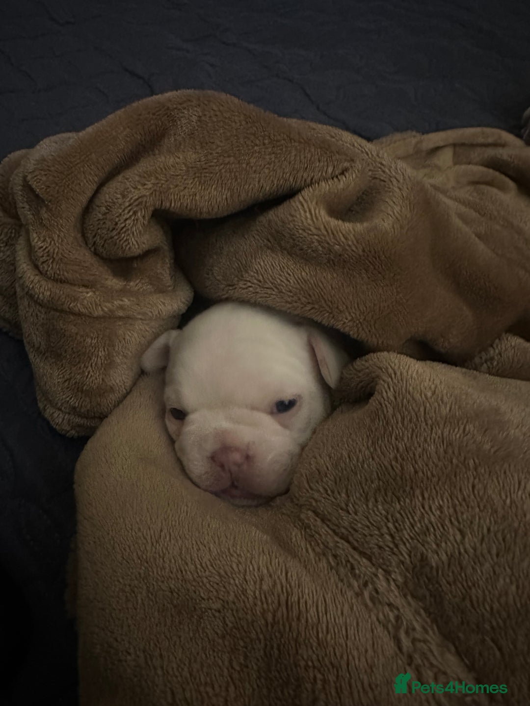 French Bulldog dogs for sale: French Bulldog Puppies  - Advert 12