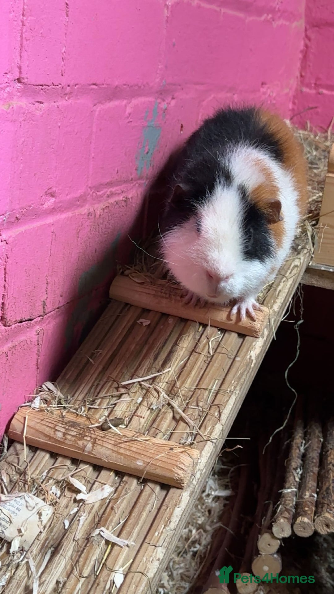 Guinea Pig rodents for sale: Male Guineapigs for sale  - Image 5