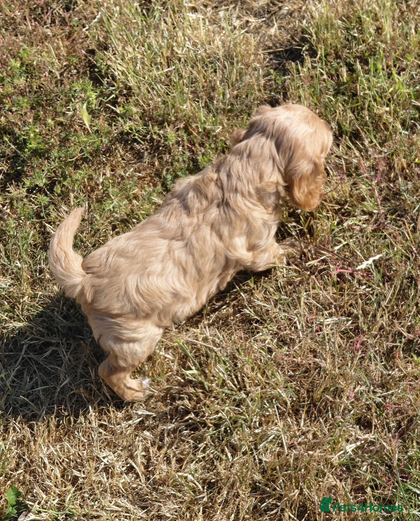 Cavalier King Charles Spaniel dogs Fluffy Cavalier King Charles X Jackapoo Puppies - Advert 2
