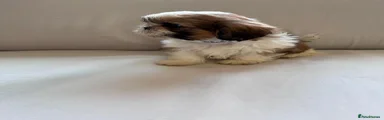 Shih Tzu 2